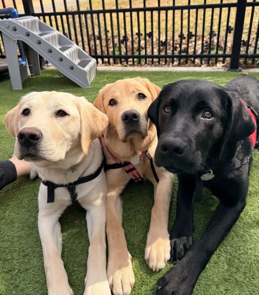 Photos of dogs courtesy of Duke Puppy Kindergarten