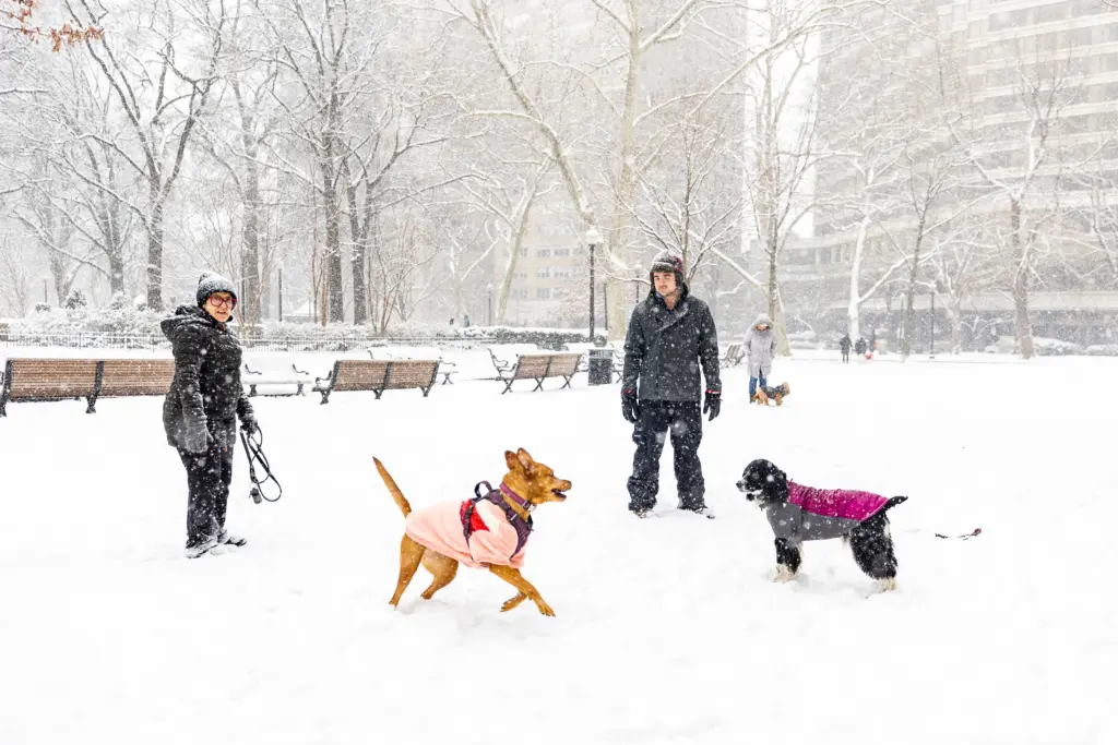 Connor Hornibrook, center right, and his dog Ellie enjoy the fresh snow along with Annette Fierro, of and her dog Twyla at Rittenhouse Square in Philadelphia, Friday, Jan. 19, 2024. (Tyger Williams/The Philadelphia Inquirer via AP)