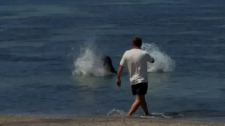 Igor Mykhaylovych Lytvynchuk of Covington, Washington is seen standing a beach near Lahaina, Maui, Hawaii on Tuesday, May 5, 2026, as the rock splashes the water and L:ani the monk seal splashes from the rock hitting the water. (Courtesy: United States Justice Department)