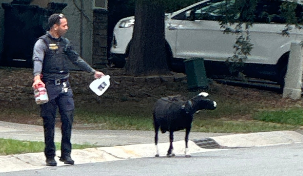 Black ram leashed by animal control officer (Photos courtesy of the Durham County Sheriff's Office)