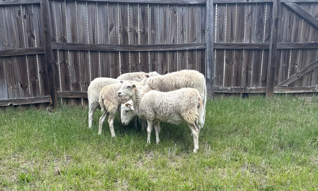 Five ewes found in a Durham backyard (Photos courtesy of the Durham County Sheriff's Office)