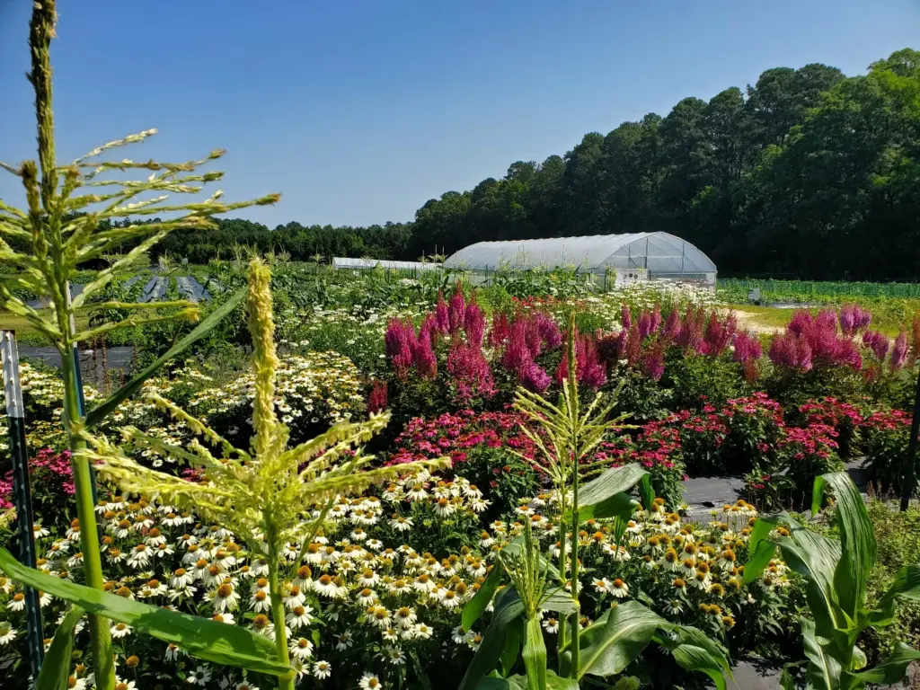 According to officials, the plan is intended to provide a 10-year vision for Wake County's farmland preservation program. (Wake County)