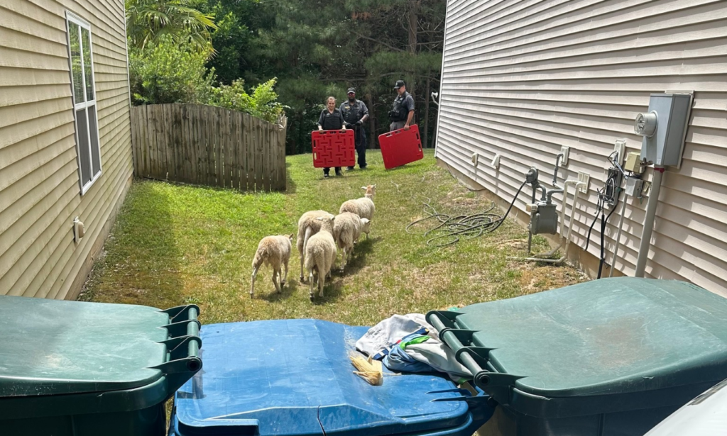 Ewes corralled by Durham County Animal Control (Photos courtesy of the Durham County Sheriff's Office)