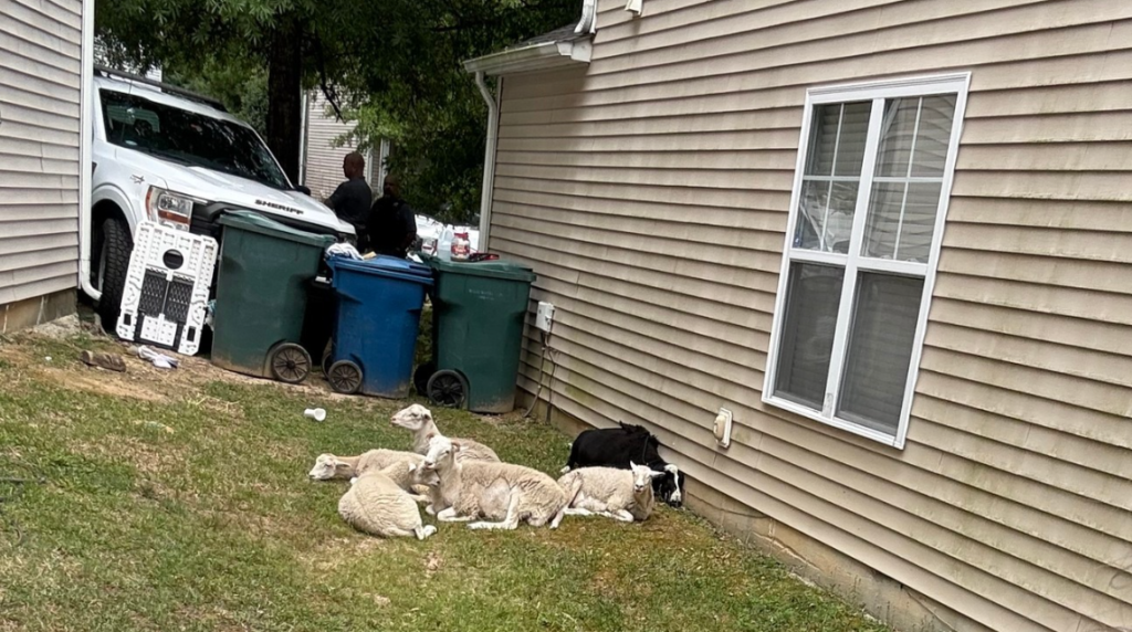 Ewes and the black ram corralled by Durham County Animal Control (Photos courtesy of the Durham County Sheriff's Office)