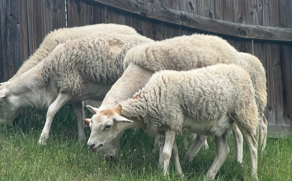 Five ewes found in a Durham backyard (Photos courtesy of the Durham County Sheriff's Office)