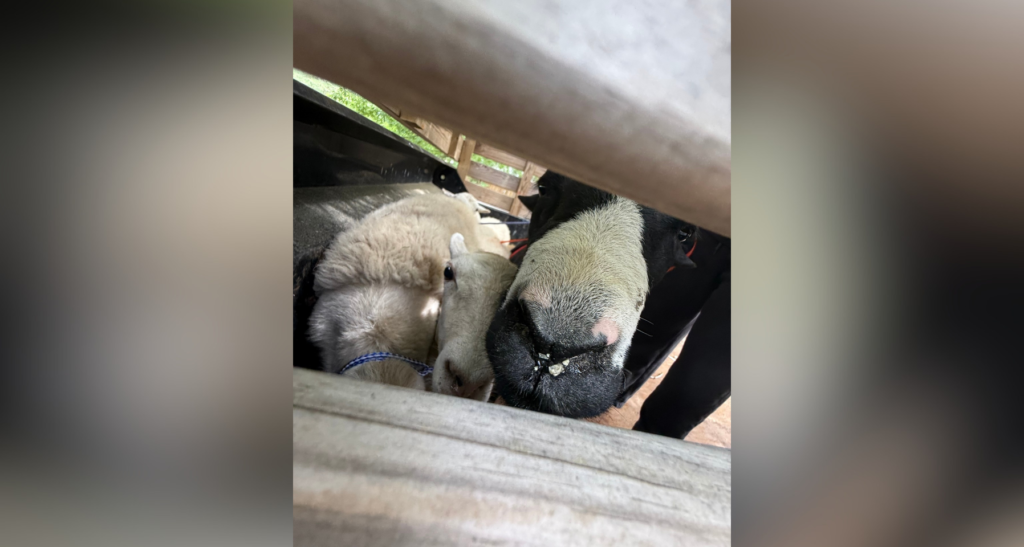 Ewes and the black ram corralled by Durham County Animal Control on the owner's trailer (Photos courtesy of the Durham County Sheriff's Office)