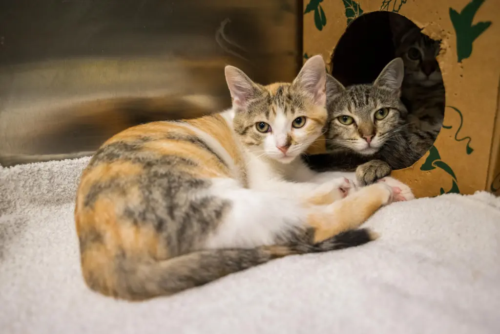 During a promotion, anyone who adopts one cat or kitten at the Animal Protection Society of Durham will receive a second with the adoption fee waived. (Animal Protection Society of Durham)