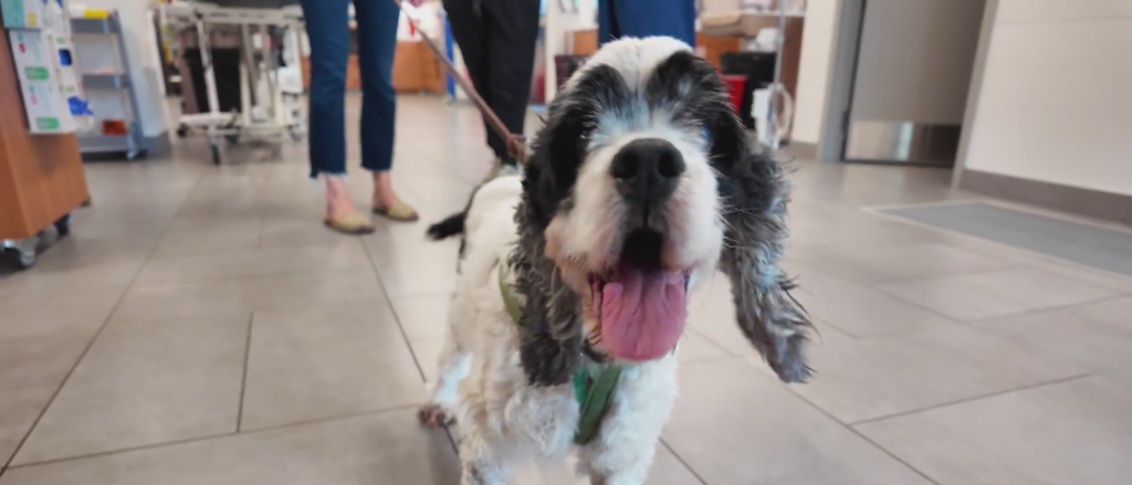 Chatham County dog Mr. Pickles reunites with the rescuers who saved his life. (VEG ER for Pets)