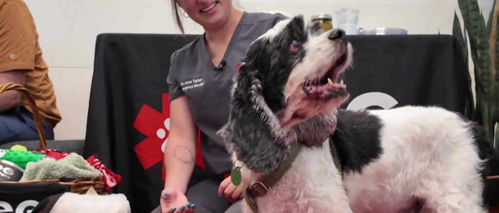 Chatham County dog Mr. Pickles reunites with the rescuers who saved his life. (VEG ER for Pets)