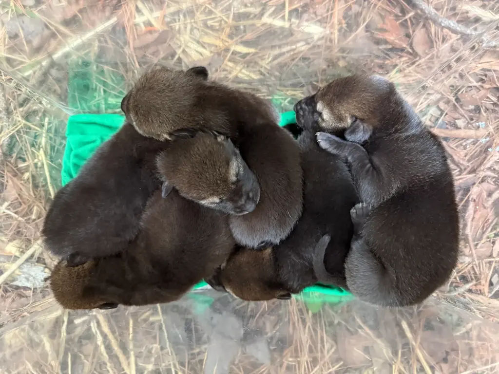 3 male and 2 female Red Wolf pups born May 5, 2026 at the NC Museum of Life and Sciences in Durham (Photo Credit: Museum of Life and Science)