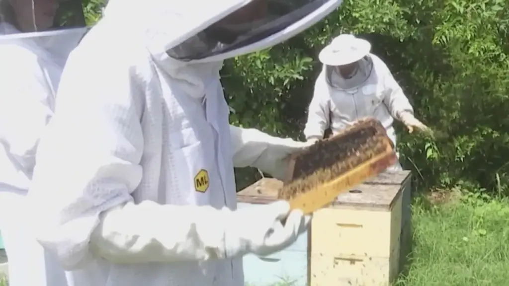 North Carolina experts, beekeepers work to protect bees from mites (WGHP)