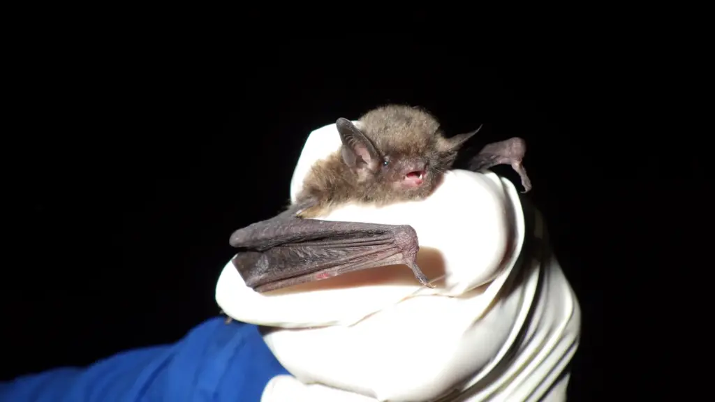 A photo of a gloved hand holding a roughly three-inch tall brown bat