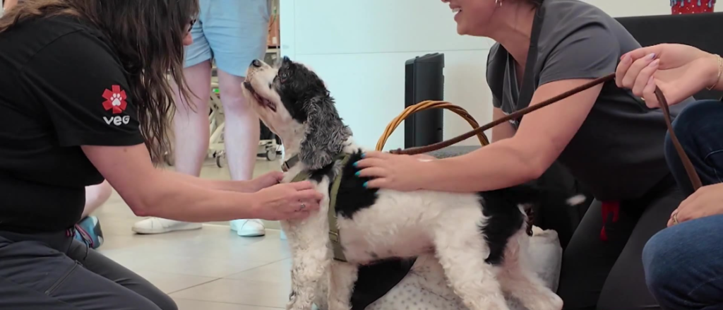 Chatham County dog Mr. Pickles reunites with the rescuers who saved his life. (VEG ER for Pets)