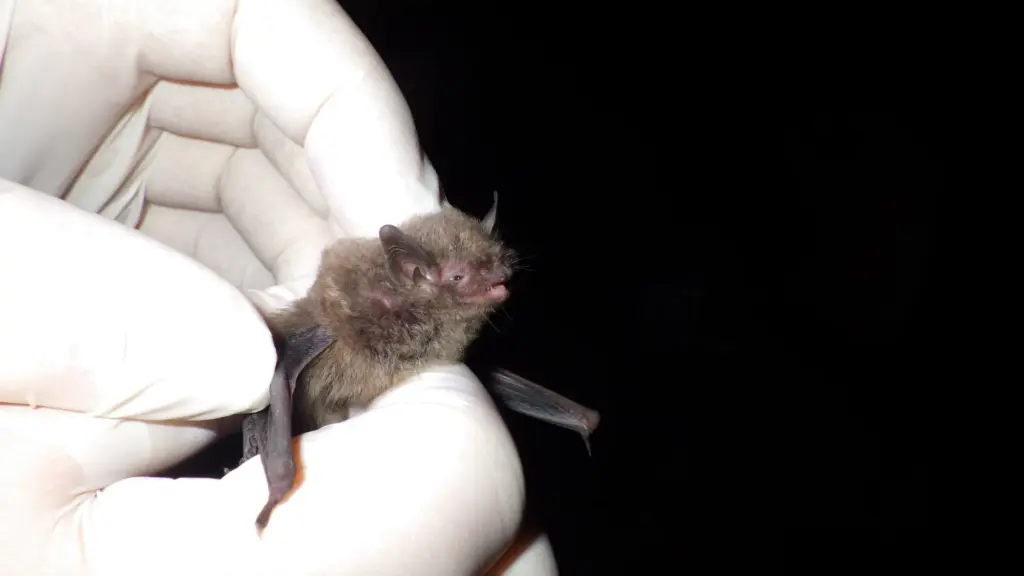 A photo of a gloved hand holding a roughly three-inch tall brown bat
