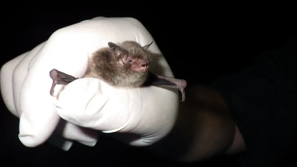 A photo of a gloved hand holding a roughly three-inch tall brown bat