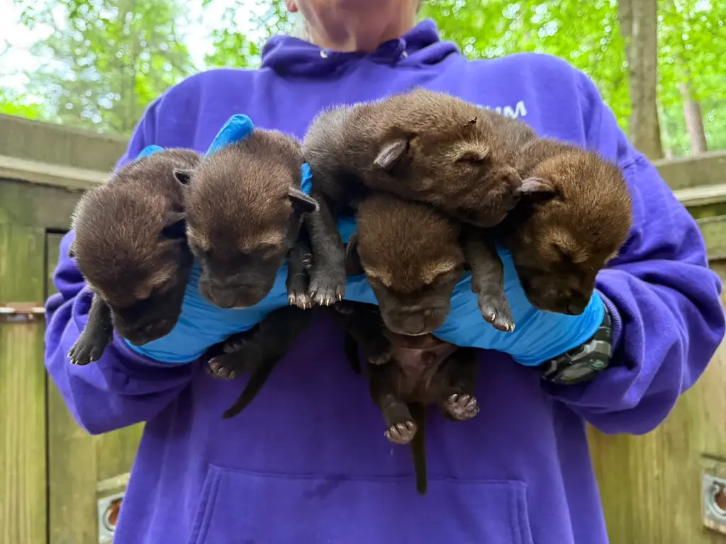 3 male and 2 female Red Wolf pups born May 5, 2026 at the NC Museum of Life and Sciences in Durham (Photo Credit: Museum of Life and Science)